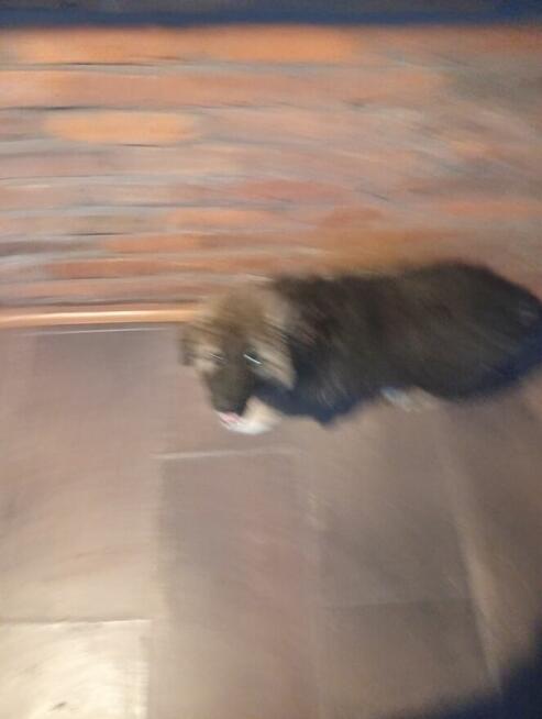 Odam suczkę w dobre ręce