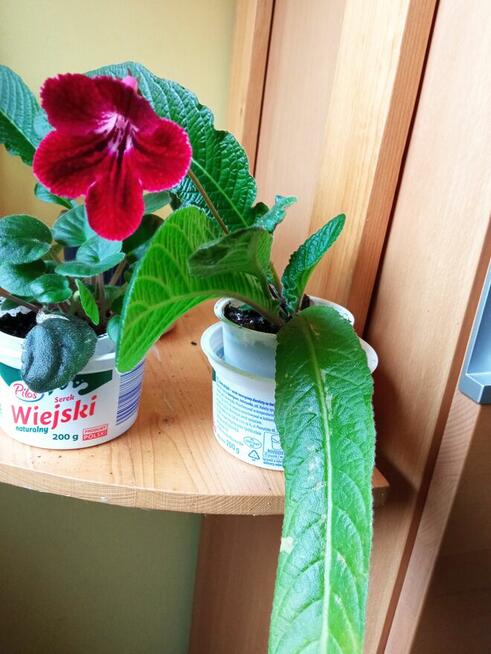 Skrętniki -piękne kwiaty