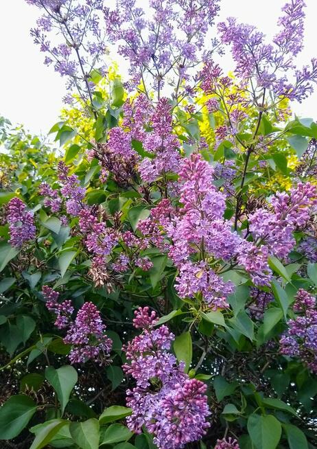 Pokój SGL jednoosobowy dla mężczyzny – student/pracujący