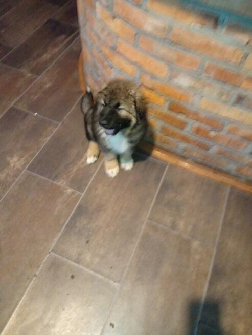 Odam suczkę w dobre ręce