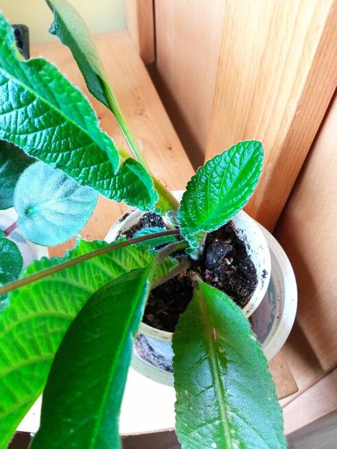 Skrętniki -piękne kwiaty