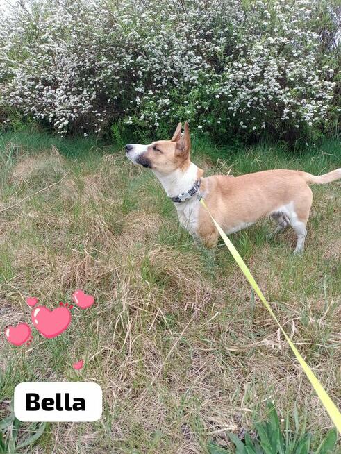 Bella ok1,5 r.sunieczka czeka na dom z kotem i dziećmi Marta