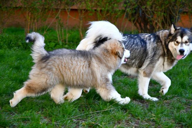 Szczenięta na sprzedaż