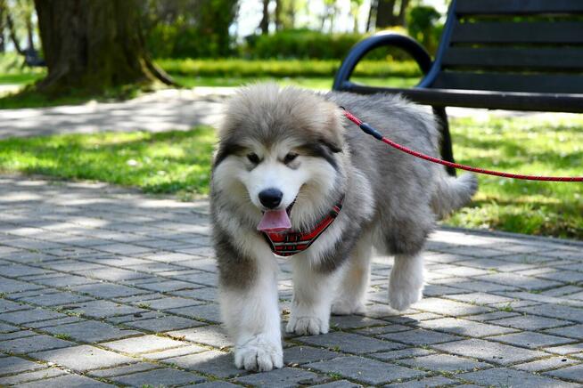 Szczenięta na sprzedaż