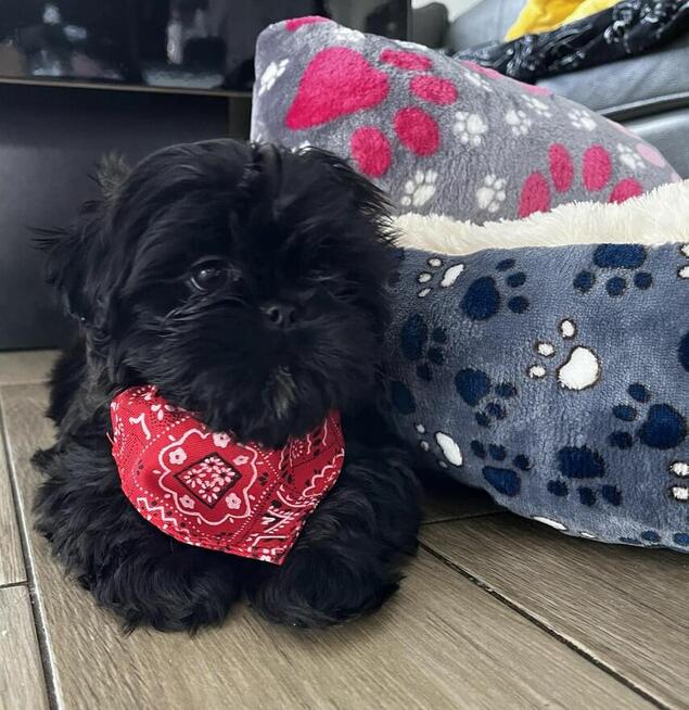 *** Shih Tzu Prześliczne Czarne Maluszki Po Malutkich Rodzic