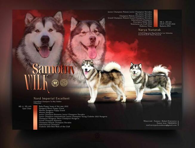 Szczenięta na sprzedaż