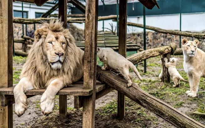 WĘGRY DLA RODZIN - BASENY I ZOO - Wyjazd z Nowego Sącza!