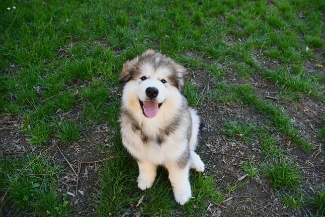 Szczenięta na sprzedaż