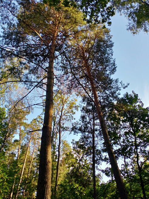 Las 78 arów
