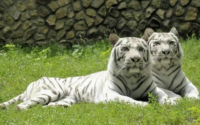 WĘGRY DLA RODZIN - BASENY I ZOO - Wyjazd z Nowego Sącza!