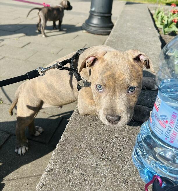 Szczeniaki amstaff blue