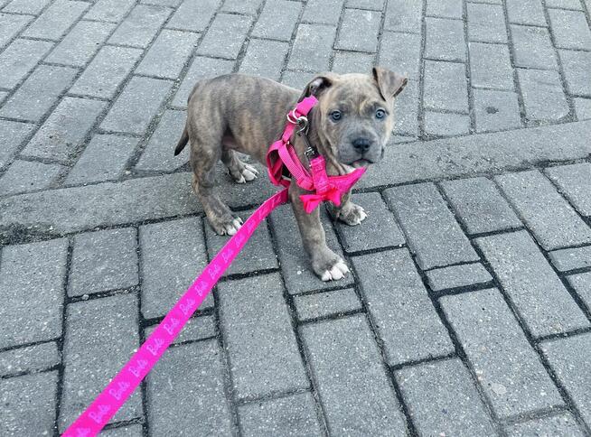 Szczeniaki amstaff blue