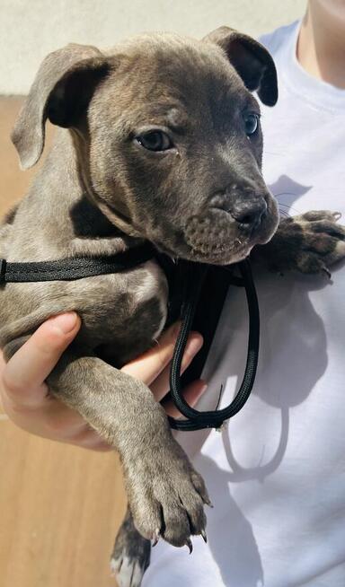 Szczeniaki amstaff blue