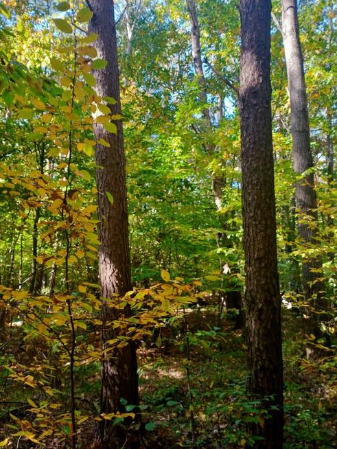 Udział w lesie: 10 arów