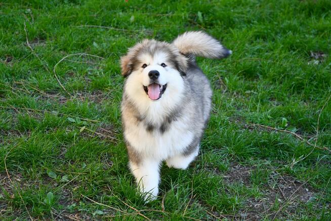 Szczenięta na sprzedaż