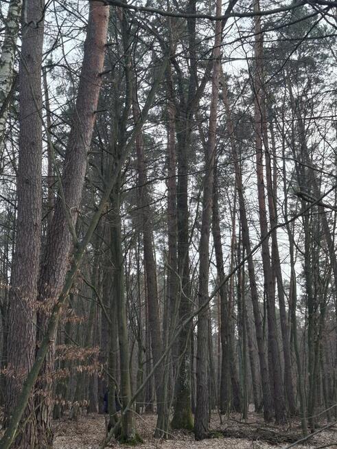 las sosnowy około 95 -letni