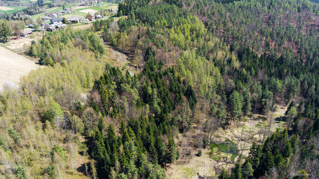 Na sprzedaż pastwisko zalesione w Jastrzębi