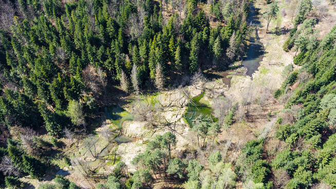 Na sprzedaż pastwisko zalesione w Jastrzębi