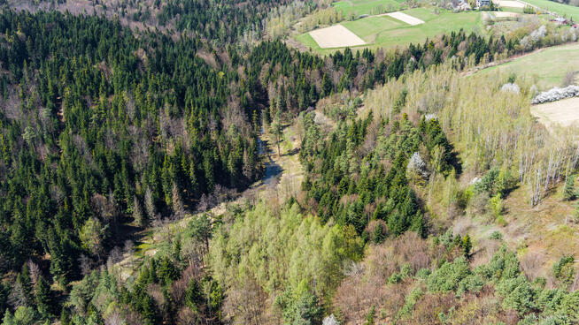 Na sprzedaż pastwisko zalesione w Jastrzębi