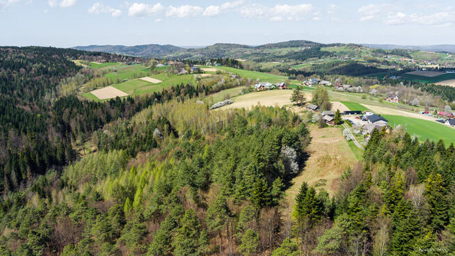Na sprzedaż pastwisko zalesione w Jastrzębi