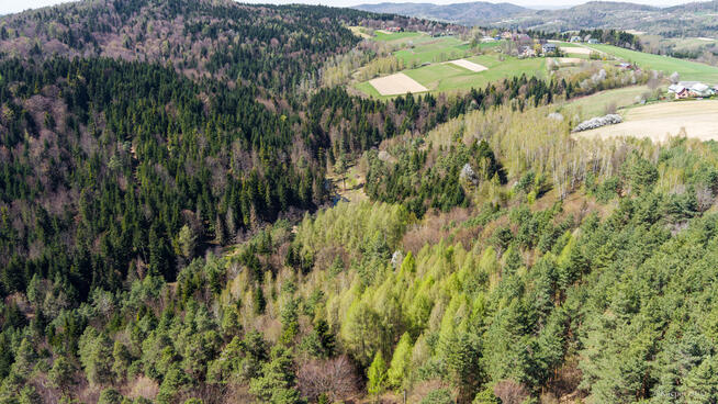 Na sprzedaż pastwisko zalesione w Jastrzębi