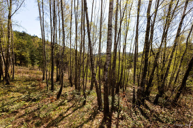 Na sprzedaż pastwisko zalesione w Jastrzębi