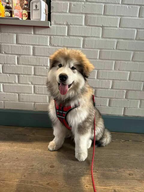 Szczenięta na sprzedaż