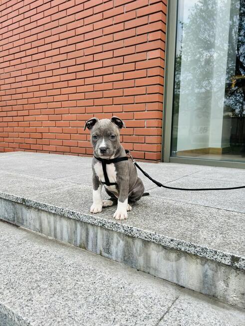 Szczeniaki amstaff blue