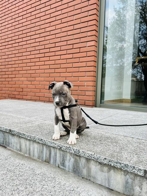 Szczeniaki amstaff blue