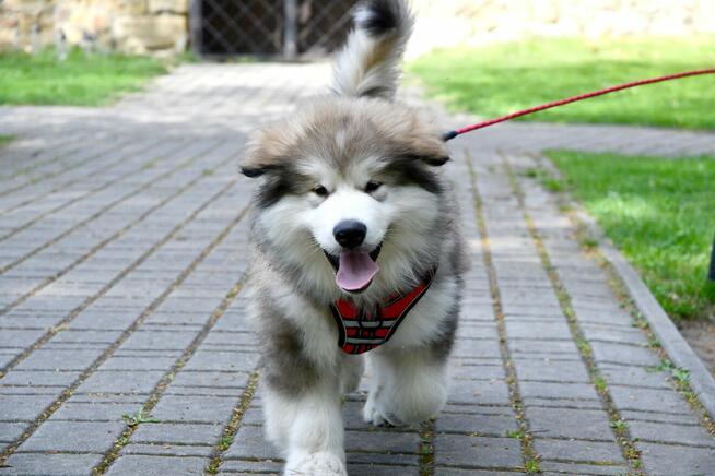 Szczenięta na sprzedaż