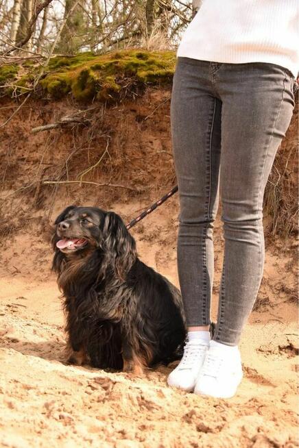 Cygan-niewielki kudłaty piesek do adopcji