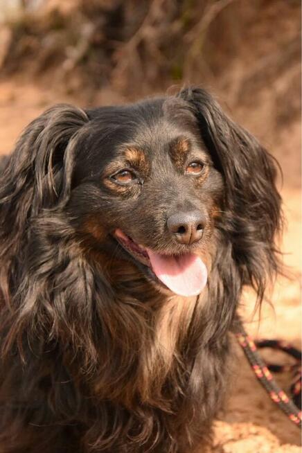 Cygan-niewielki kudłaty piesek do adopcji