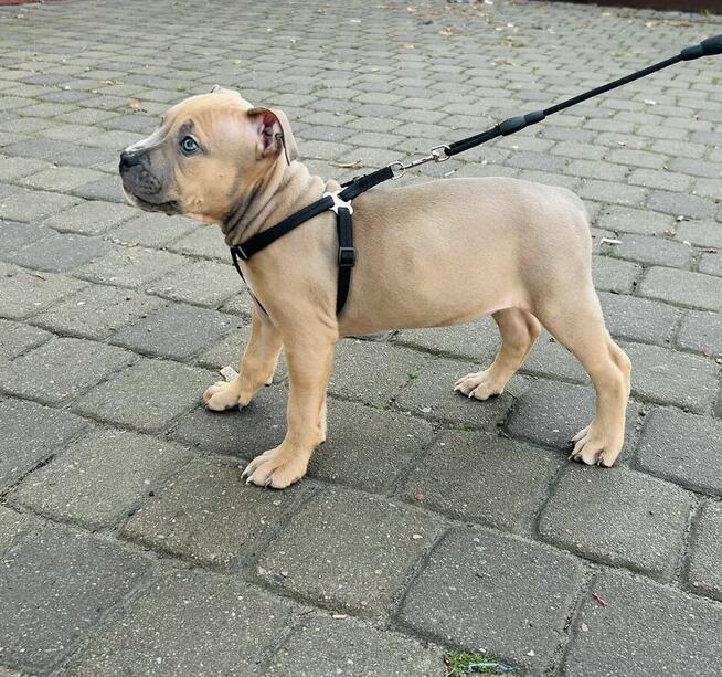 Szczeniaki amstaff blue
