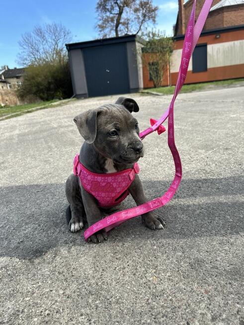 Szczeniaki amstaff blue