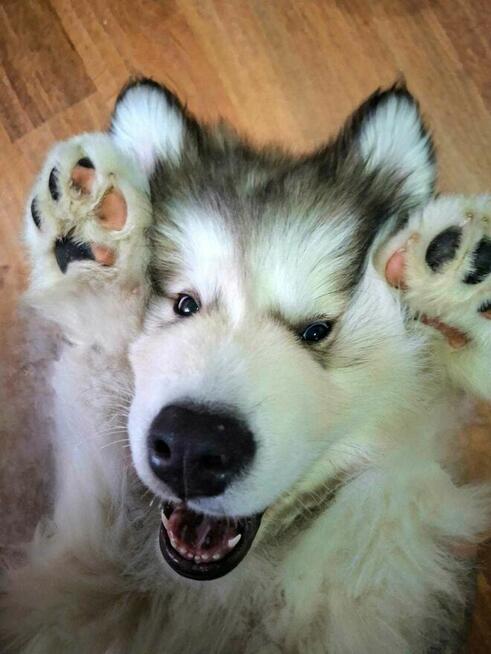 Szczenięta na sprzedaż