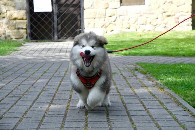 Szczenięta na sprzedaż