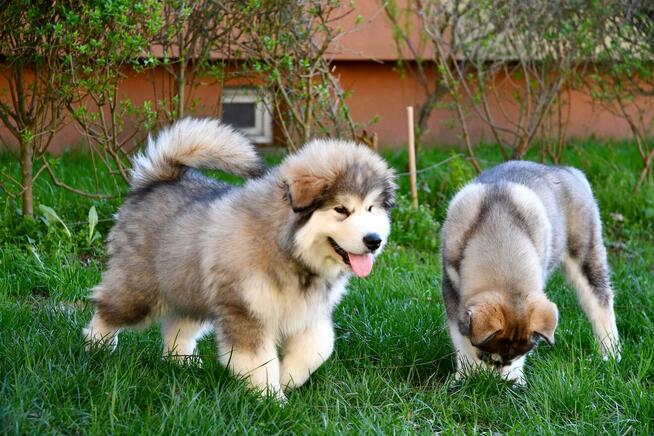 Szczenięta na sprzedaż