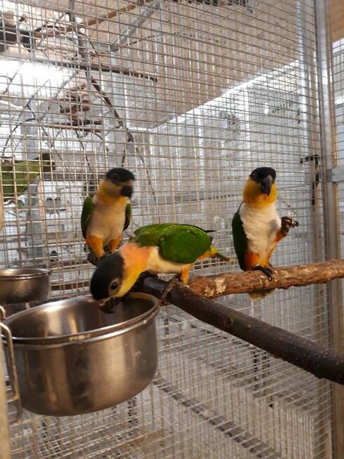 Papuga Barwinka czarnogłowa