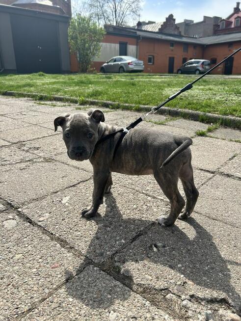 Szczeniaki amstaff blue