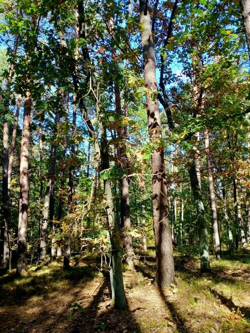 Udział w lesie: 10 arów
