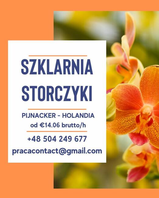 Praca Holandia