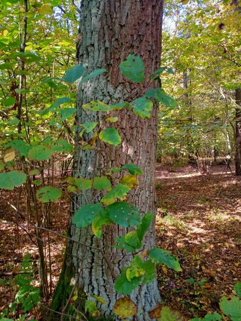 Udział w lesie: 10 arów