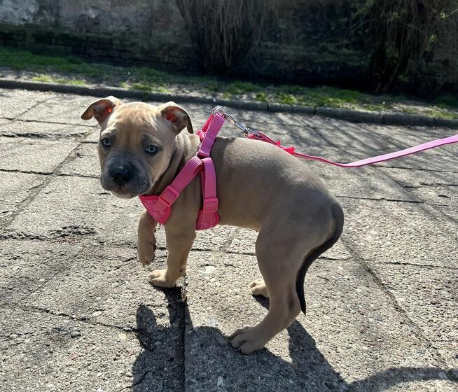 Szczeniaki amstaff blue