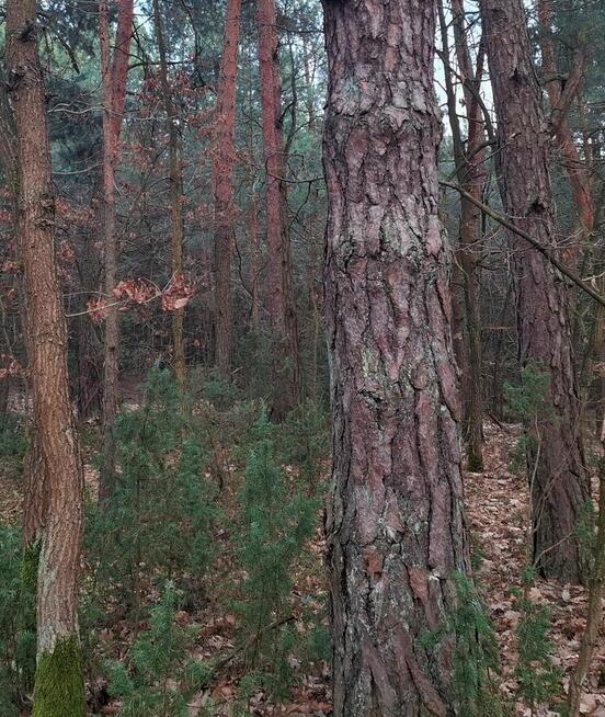 las sosnowy około 95 -letni