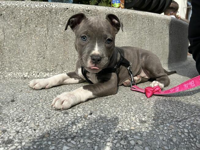 Szczeniaki amstaff blue