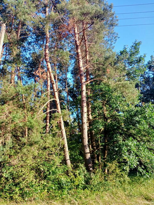Las 78 arów