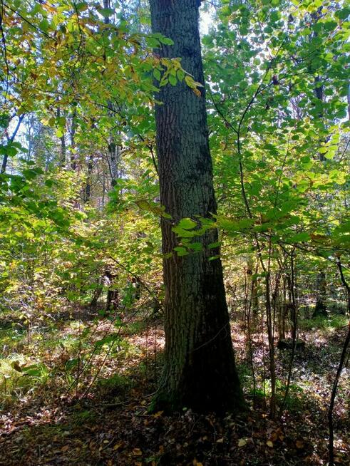 Udział w lesie: 10 arów