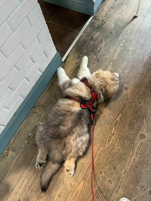 Szczenięta na sprzedaż