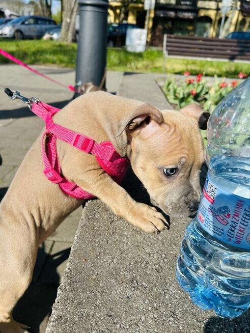 Szczeniaki amstaff blue