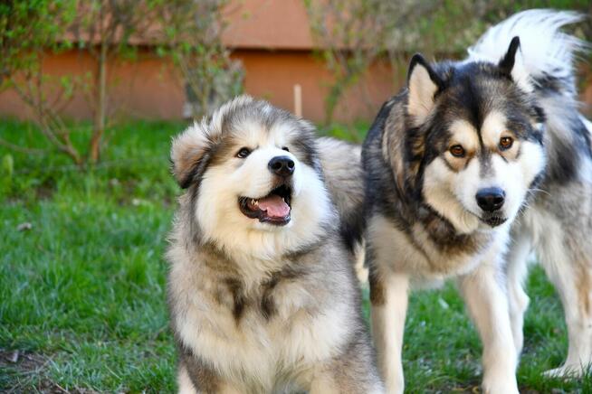 Szczenięta na sprzedaż